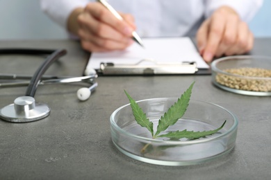 Photo of Petri dish with hemp leaf and doctor at table on background
