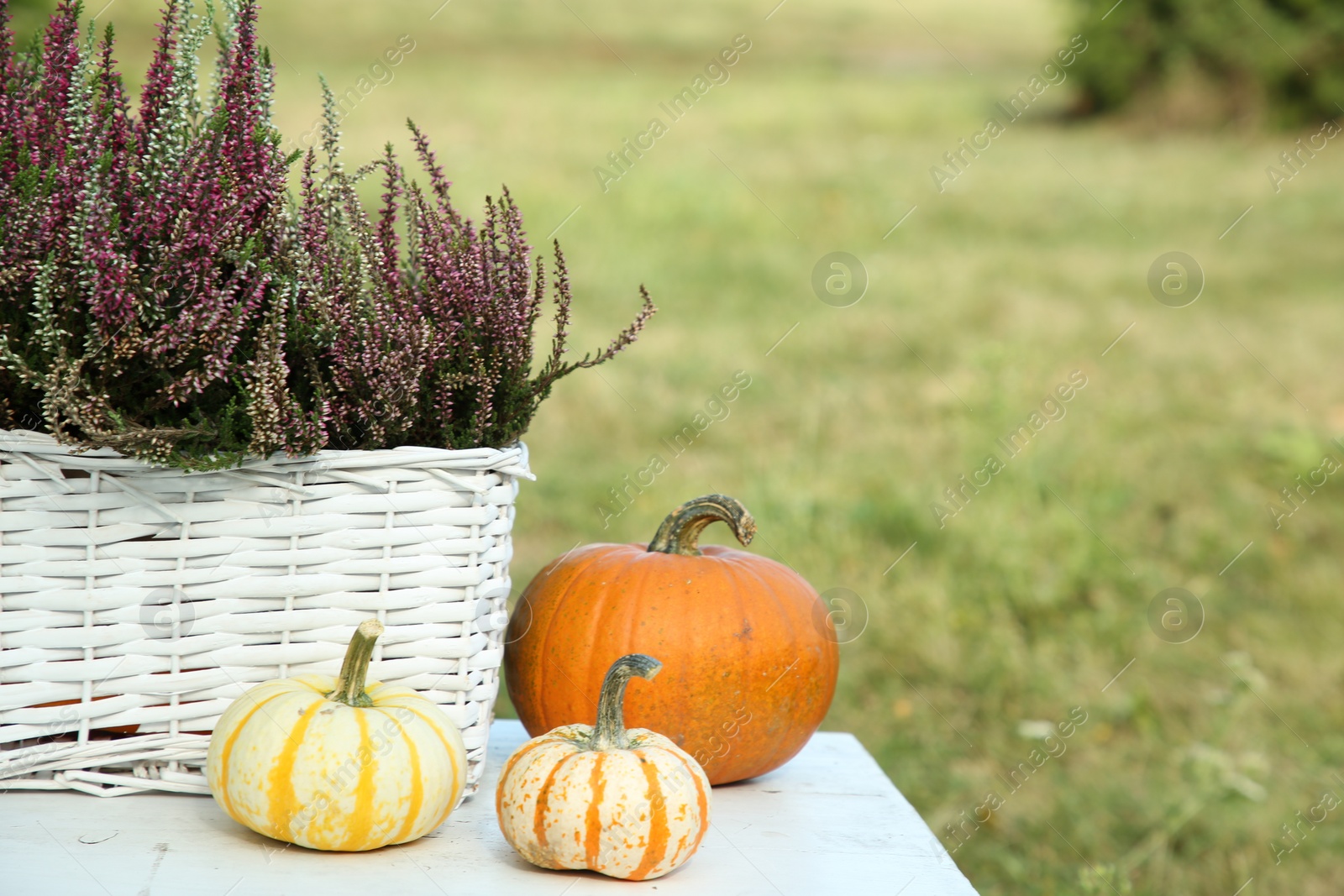 Photo of Beautiful heather flowers in basket and pumpkins on white table outdoors, space for text