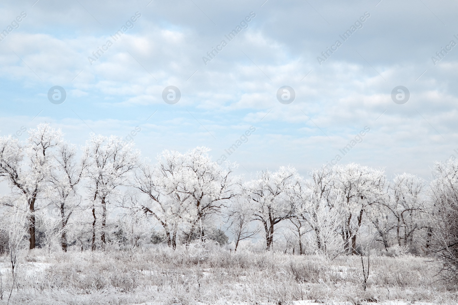 Photo of Plants covered with hoarfrost outdoors on winter morning