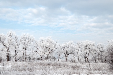 Plants covered with hoarfrost outdoors on winter morning