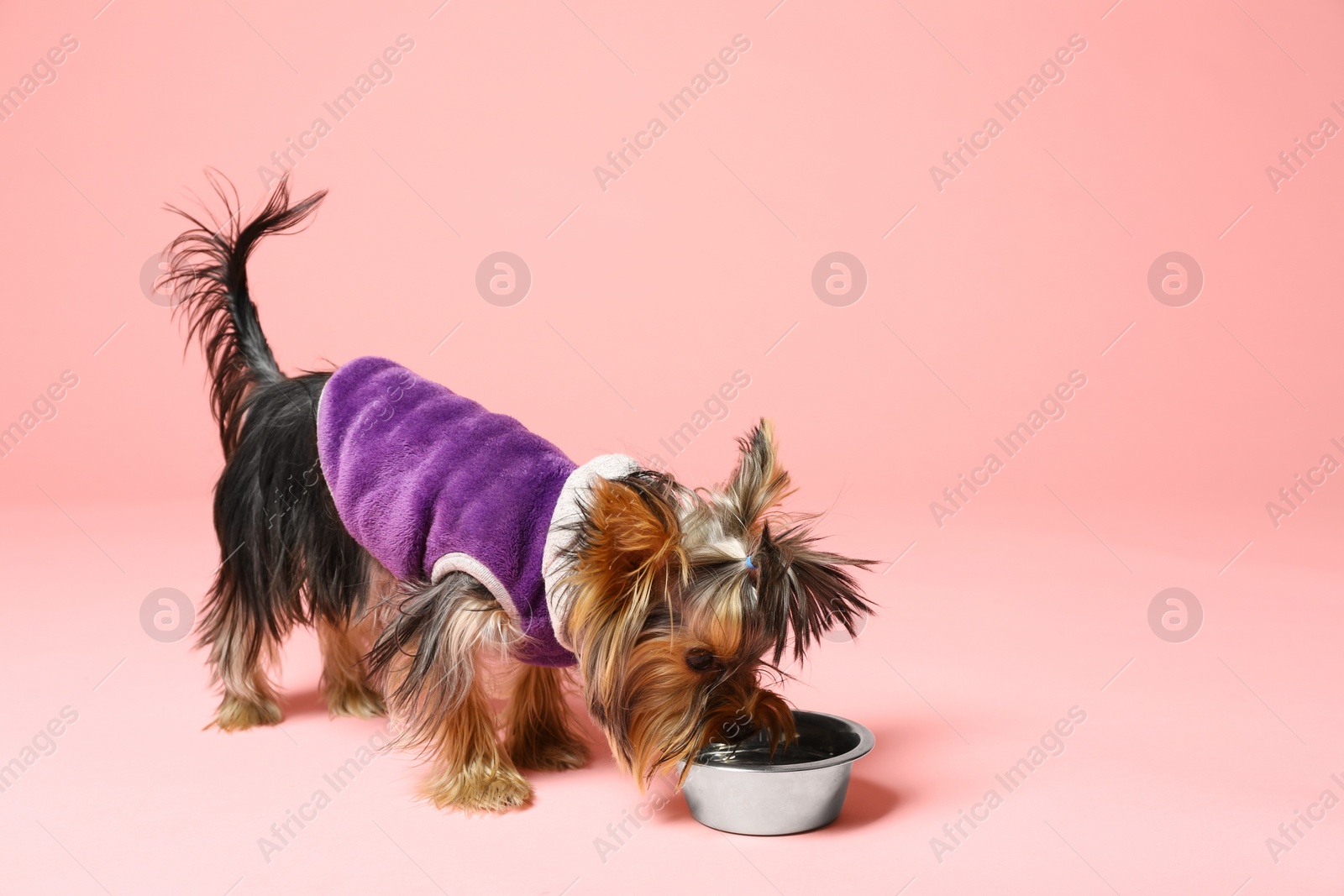 Photo of Adorable Yorkshire terrier eating from feeding bowl on pink background. Cute dog