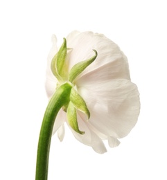 Photo of Beautiful ranunculus flower on white background