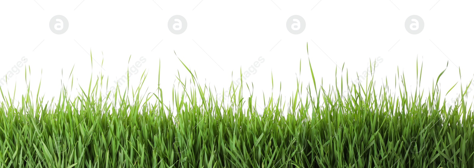 Photo of Fresh green grass on white background. Spring season