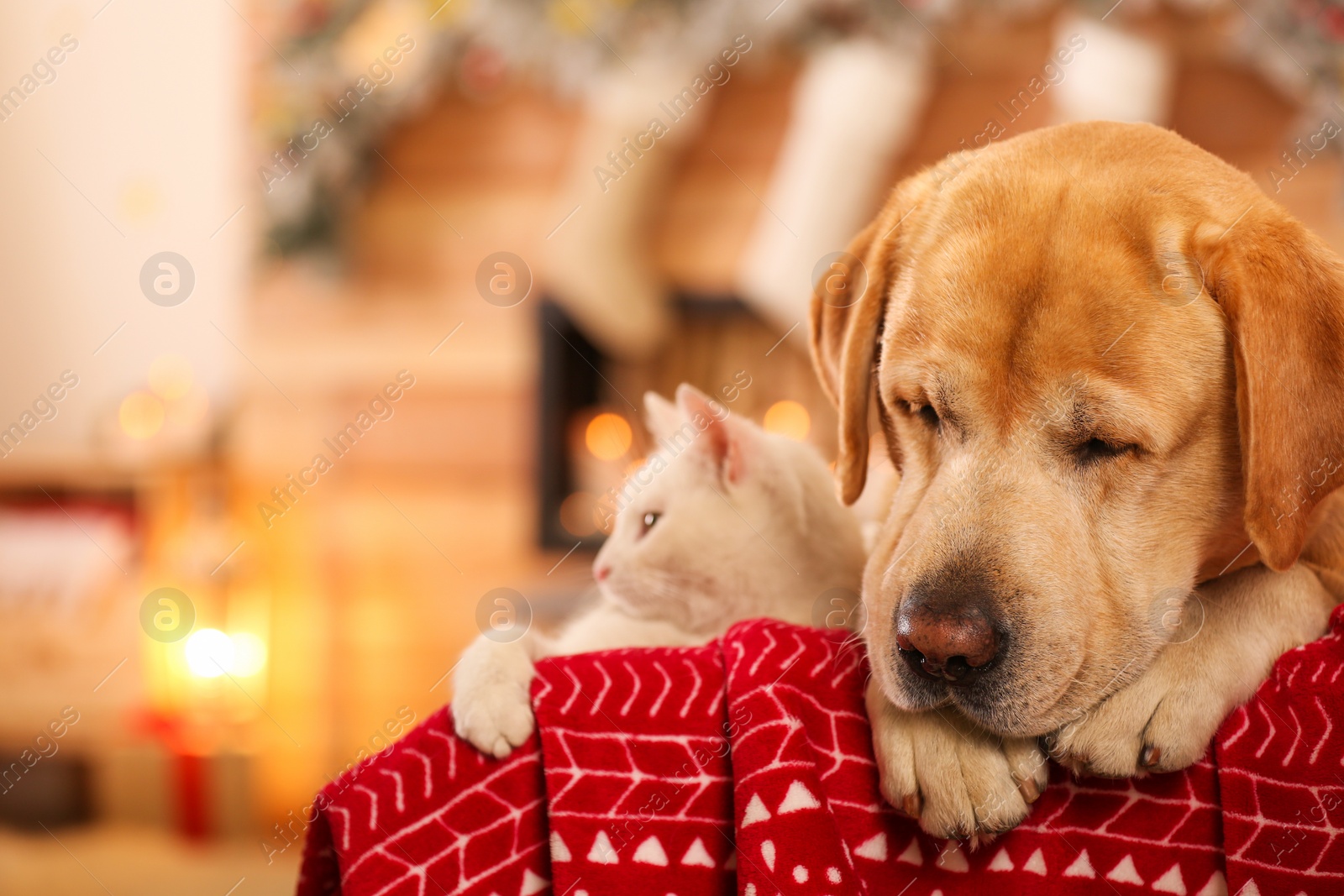 Photo of Adorable dog and cat together at room decorated for Christmas. Cute pets