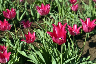 Beautiful pink tulips growing in garden on sunny day. Spring season