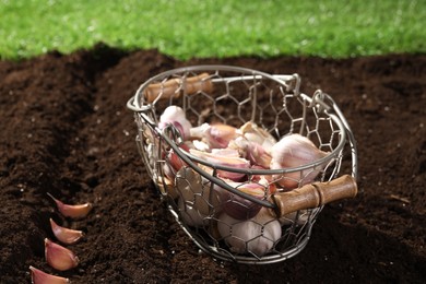 Heads and cloves of garlic in metal basket on fertile soil. Vegetable planting