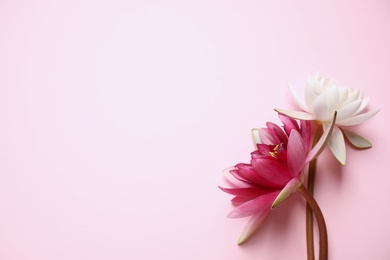 Beautiful blooming lotus flowers on pink background, flat lay. Space for text