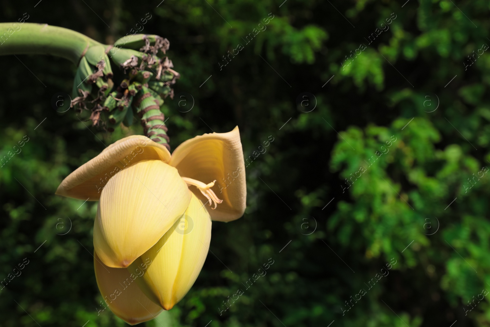 Photo of Fresh banana plant growing in tropical forest, closeup. Space for text