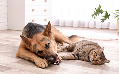 Adorable cat and dog resting together at home. Animal friendship