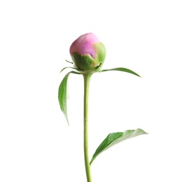 Photo of Beautiful bud of peony flower on white background