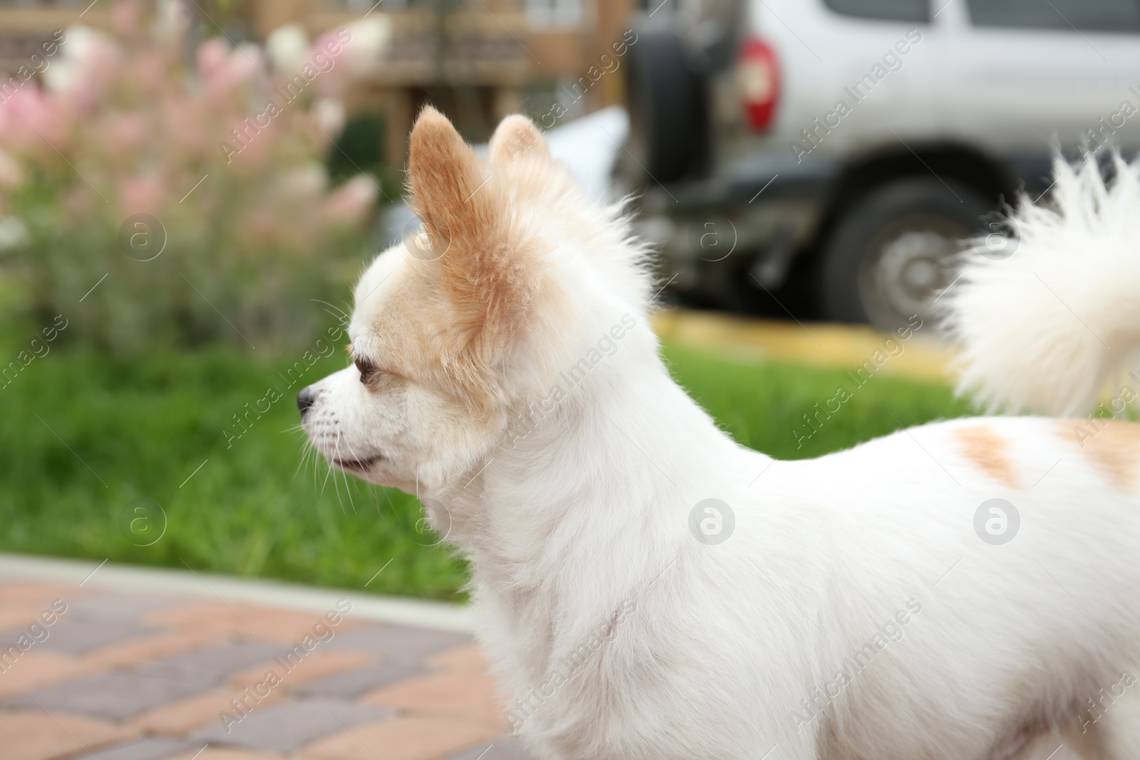 Photo of Adorable purebred white Chihuahua outdoors. Dog walking
