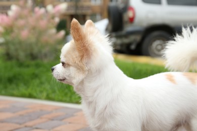 Photo of Adorable purebred white Chihuahua outdoors. Dog walking