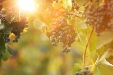 Fresh ripe juicy grapes growing on branches in vineyard