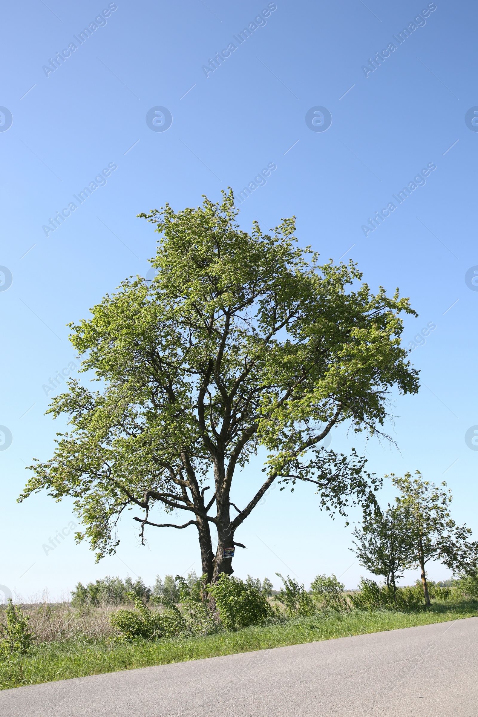 Photo of Beautiful tree growing outdoors on sunny day