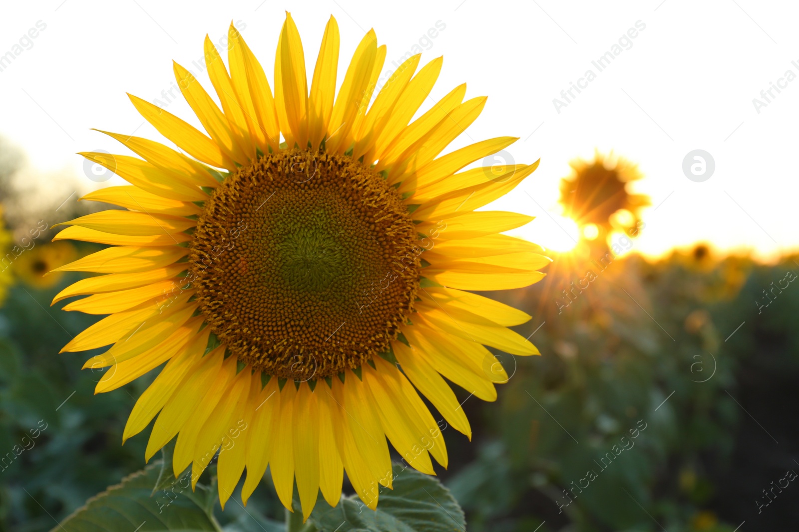 Photo of Beautiful yellow sunflower growing in field, closeup