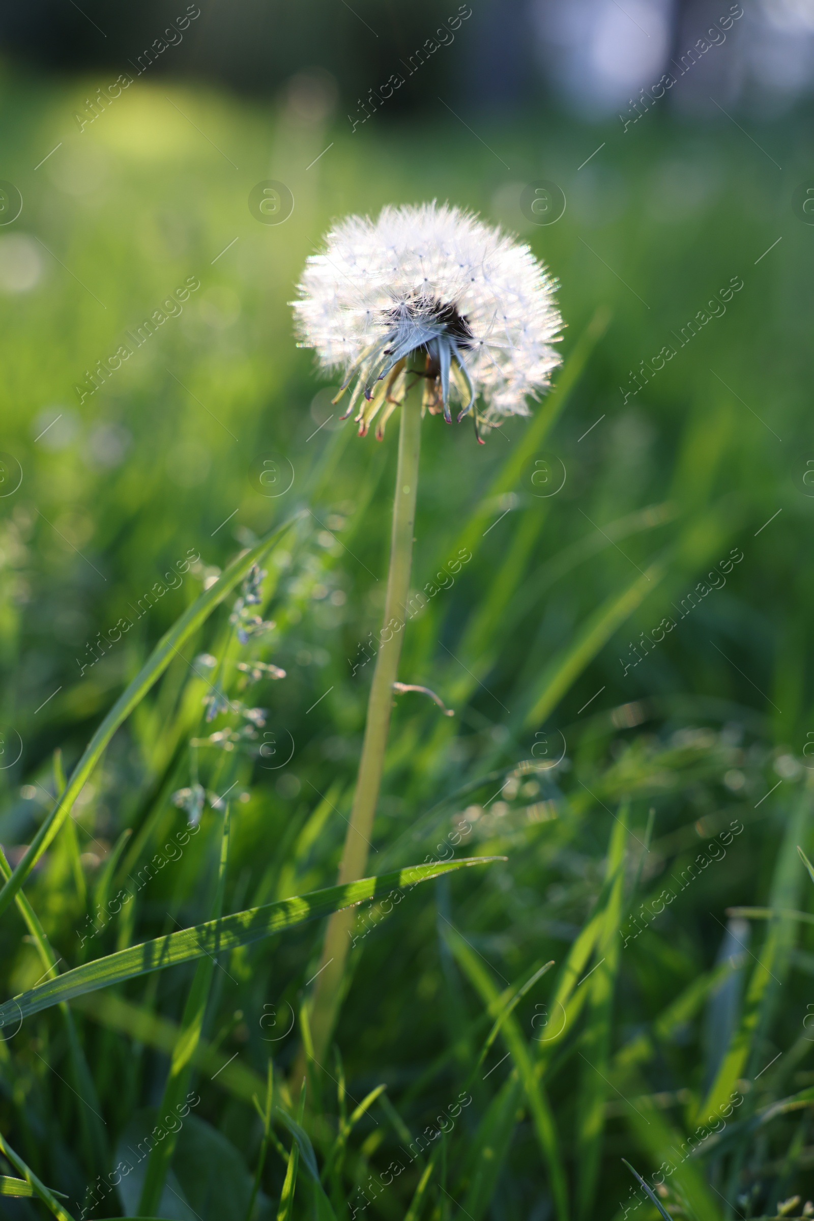 Photo of Beautiful dandelion in green grass outdoors, closeup