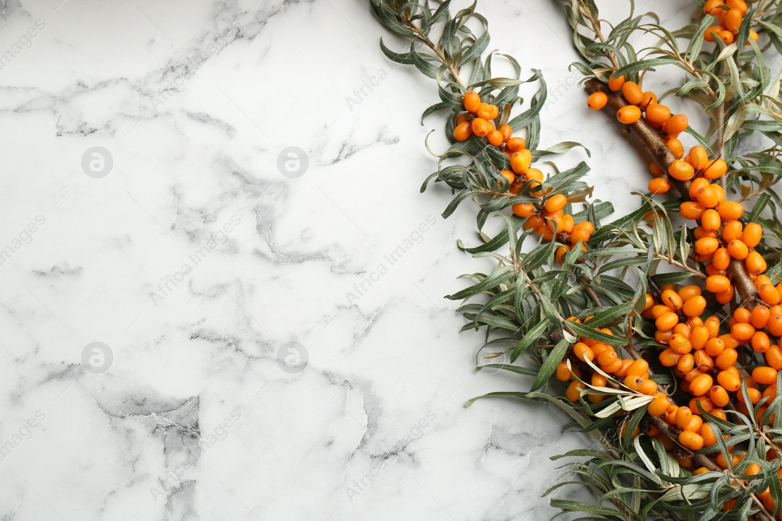 Photo of Branches of sea buckthorn on white marble table, flat lay. Space for text