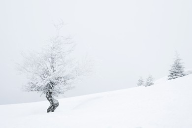 Photo of Beautiful tree covered with snow on winter day. Space for text