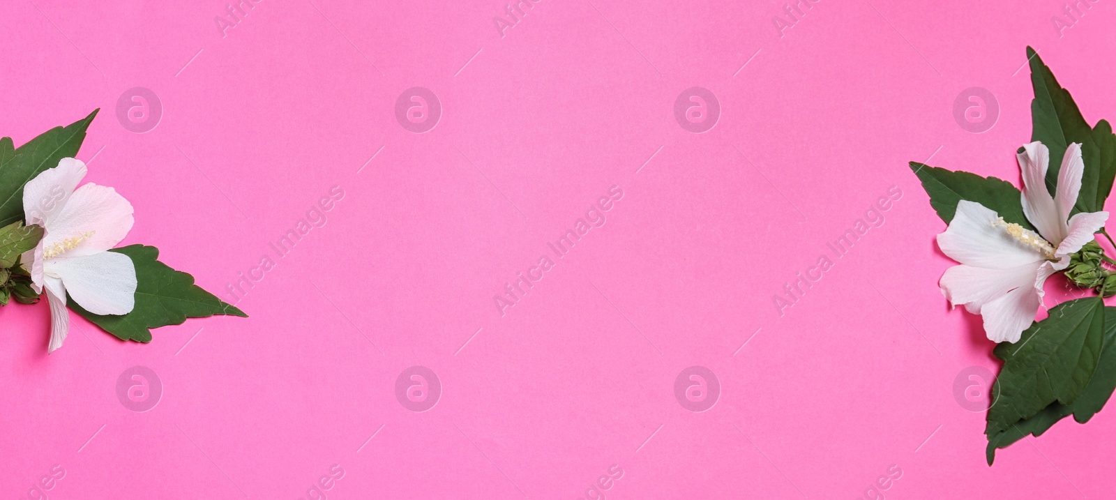 Photo of Flat lay composition with tropical Hibiscus flowers on pink background. Space for text