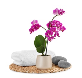 Composition with orchid in flowerpot and spa stones on white background