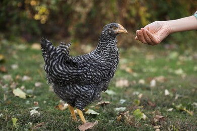 Photo of Woman feeding chicken in yard on farm, closeup. Domestic animal