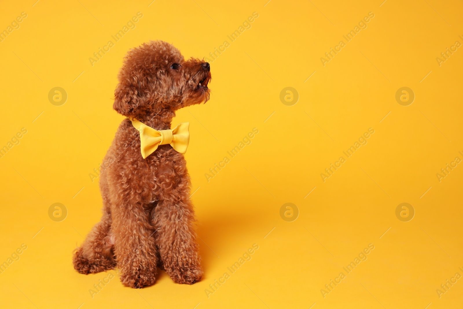 Photo of Cute Maltipoo dog with yellow bow tie on neck against orange background. Space for text