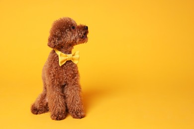 Cute Maltipoo dog with yellow bow tie on neck against orange background. Space for text