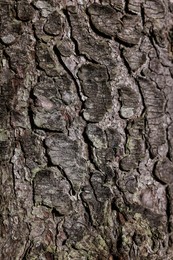 Texture of tree bark as background, closeup view