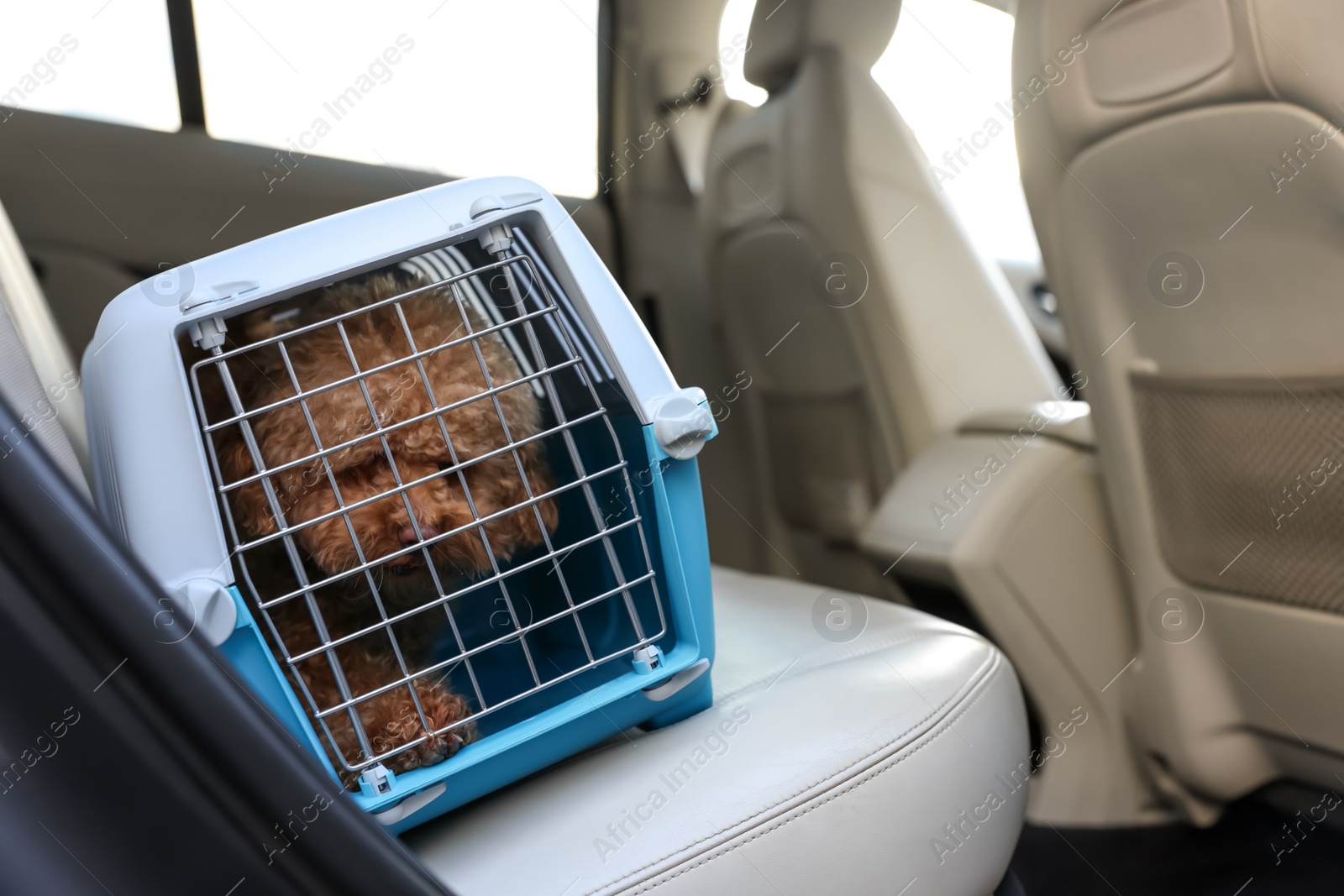 Photo of Cute dog in pet carrier travelling by car. Space for text