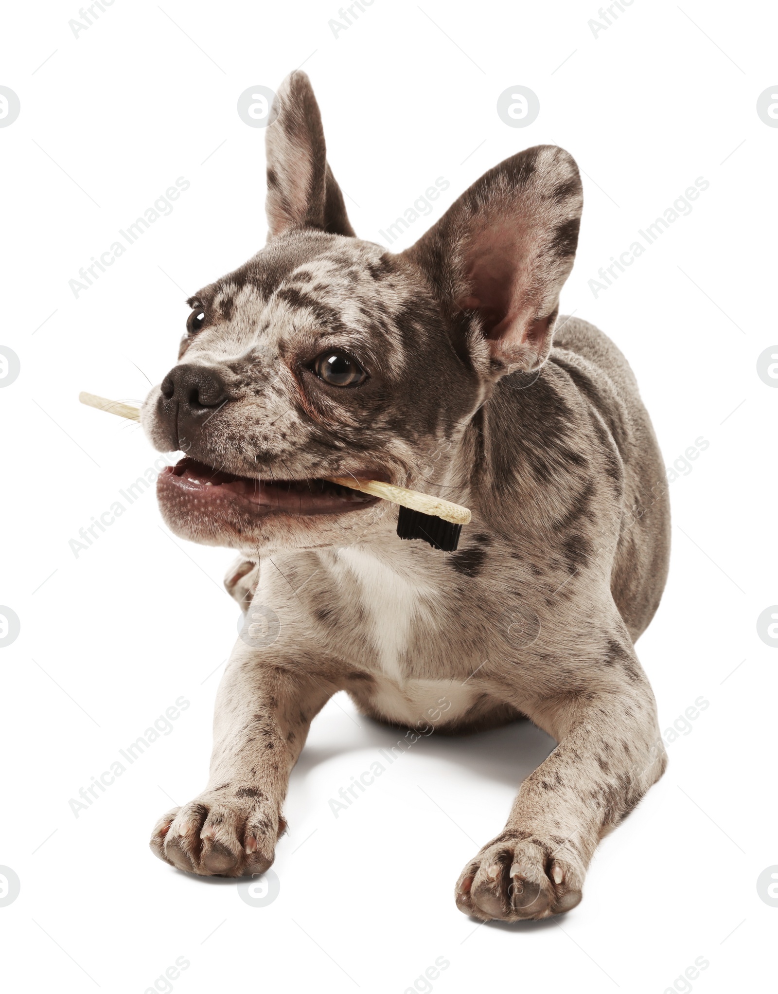 Photo of Cute French Bulldog with toothbrush on white background