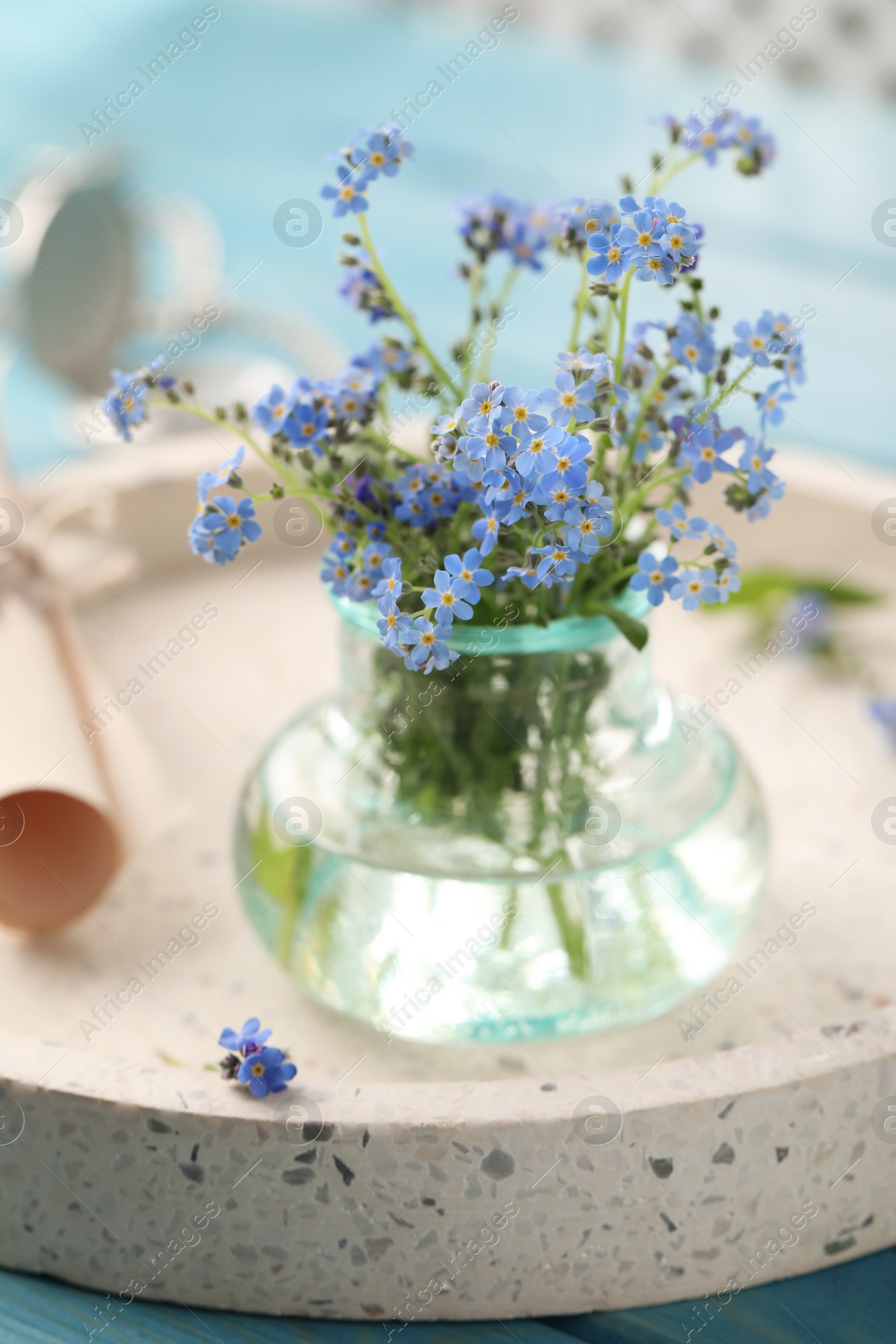 Photo of Beautiful Forget-me-not flowers in vase on tray