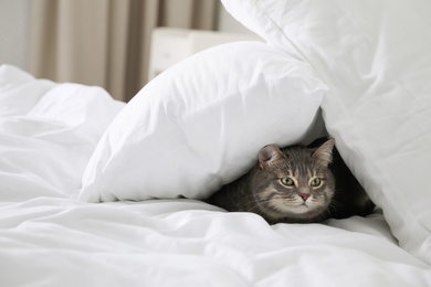 Photo of Tabby cat hiding under pillows on bed indoors, space for text. Cute pet