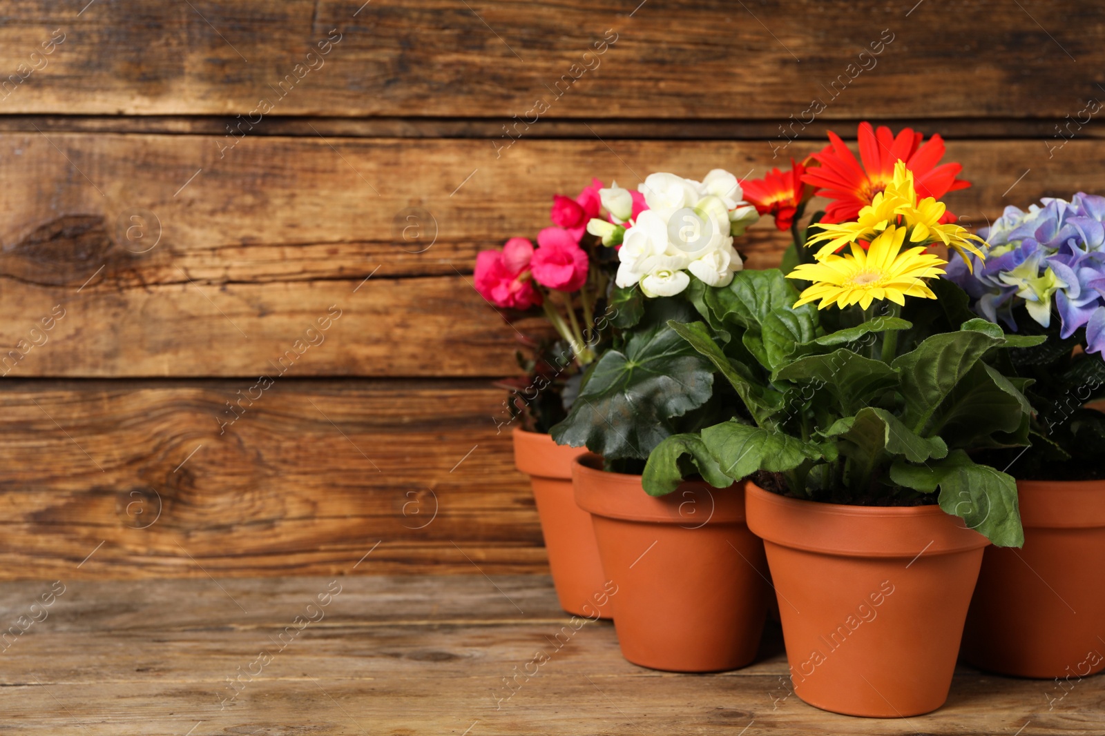 Photo of Different beautiful blooming plants in flower pots on wooden table, space for text