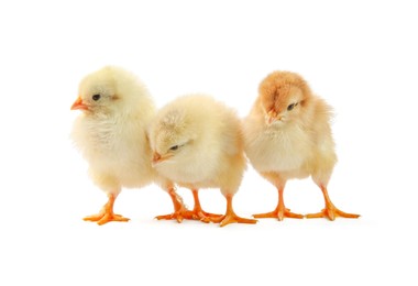 Photo of Cute chicks isolated on white. Baby animals