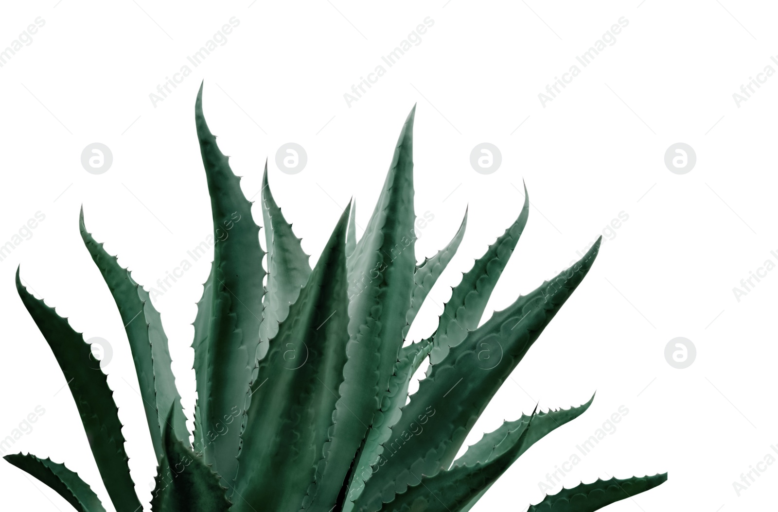 Image of Beautiful agave plant on white background, color toned