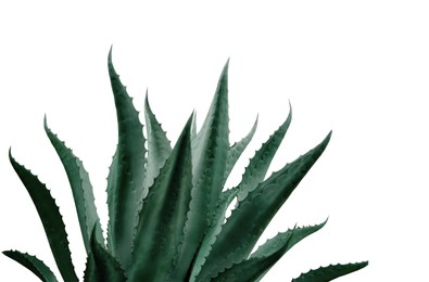 Beautiful agave plant on white background, color toned