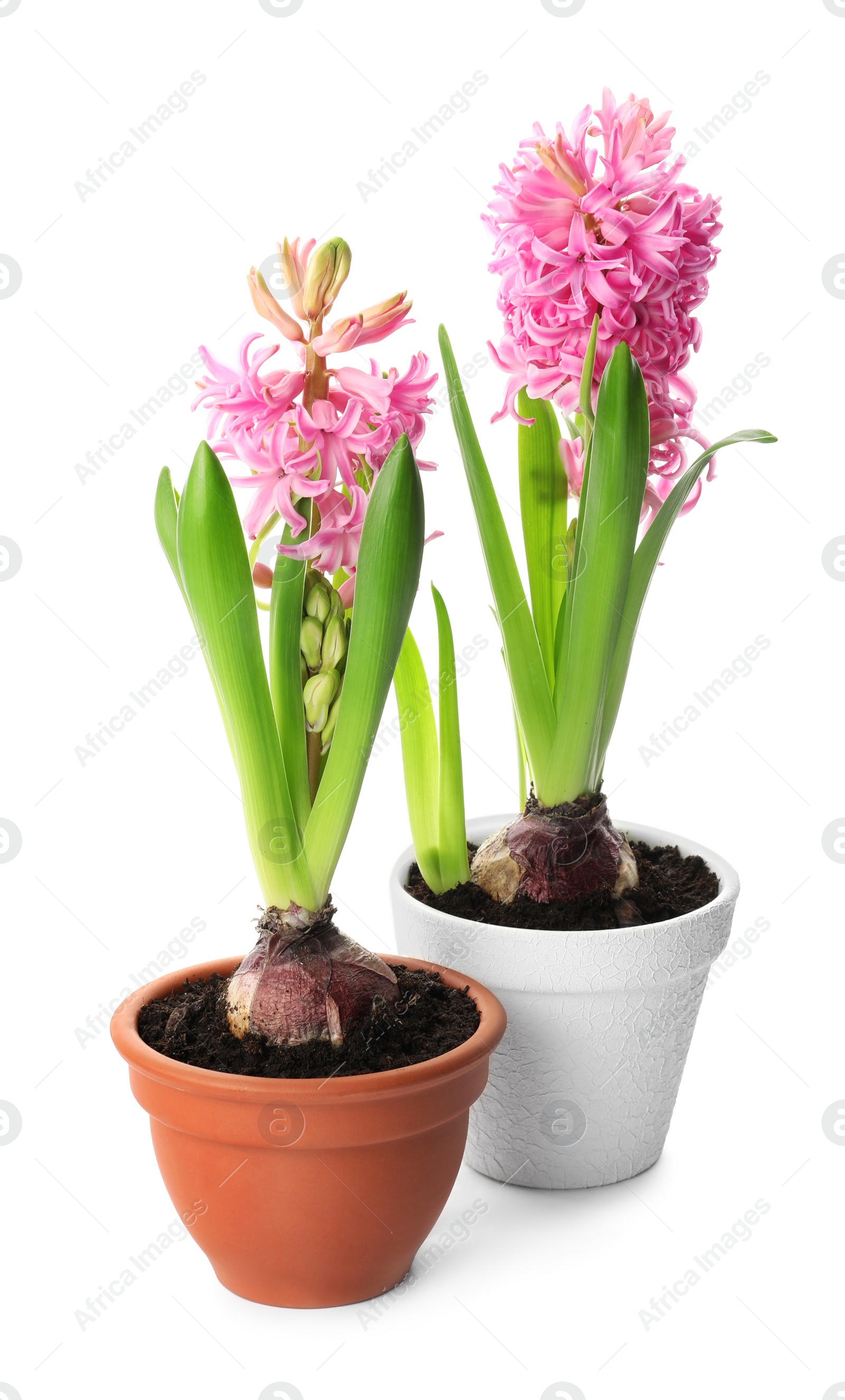 Photo of Beautiful potted hyacinth flowers on white background