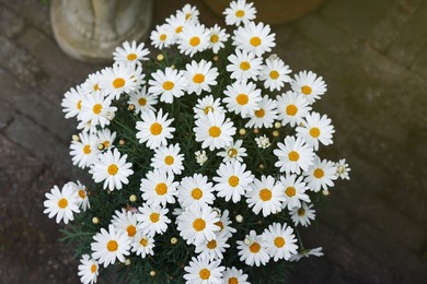 Beautiful chamomile flowers outdoors on sunny day, above view