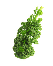 Photo of Fresh green kale leaf isolated on white