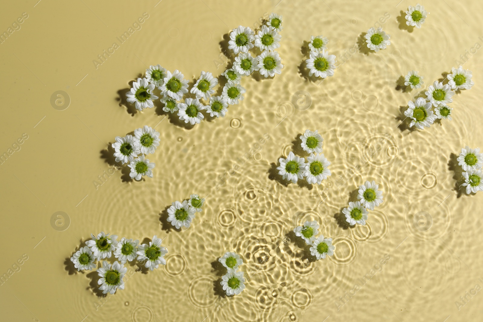 Photo of Beautiful chrysanthemum flowers in water on pale yellow background, top view