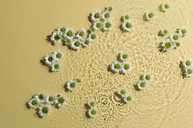 Beautiful chrysanthemum flowers in water on pale yellow background, top view