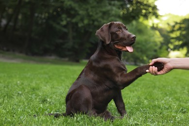 Photo of Adorable Labrador Retriever dog giving paw to owner in park, closeup. Space for text