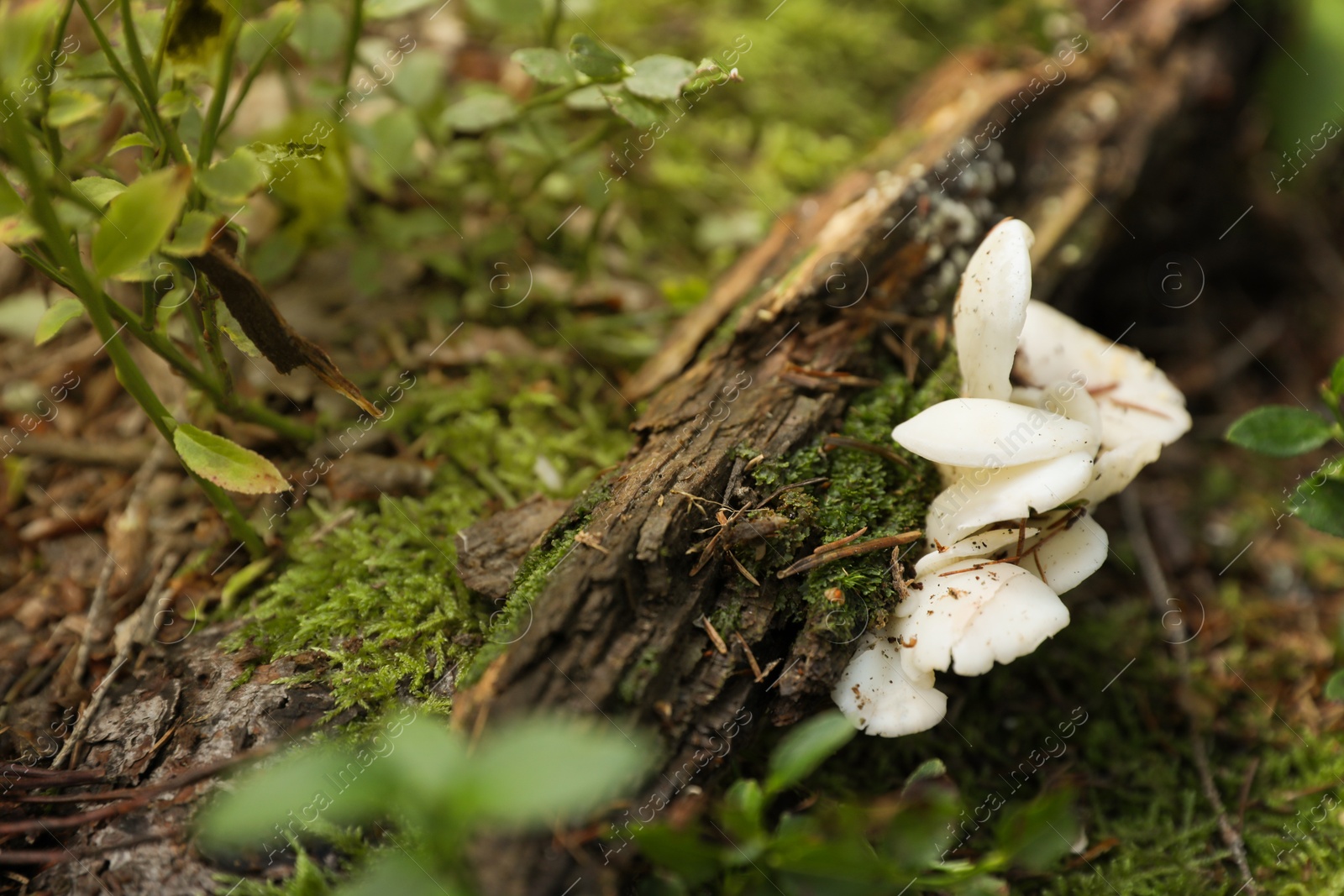 Photo of White poisonous mushrooms growing in forest, closeup