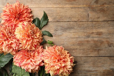 Beautiful dahlia flowers on wooden background, flat lay. Space for text
