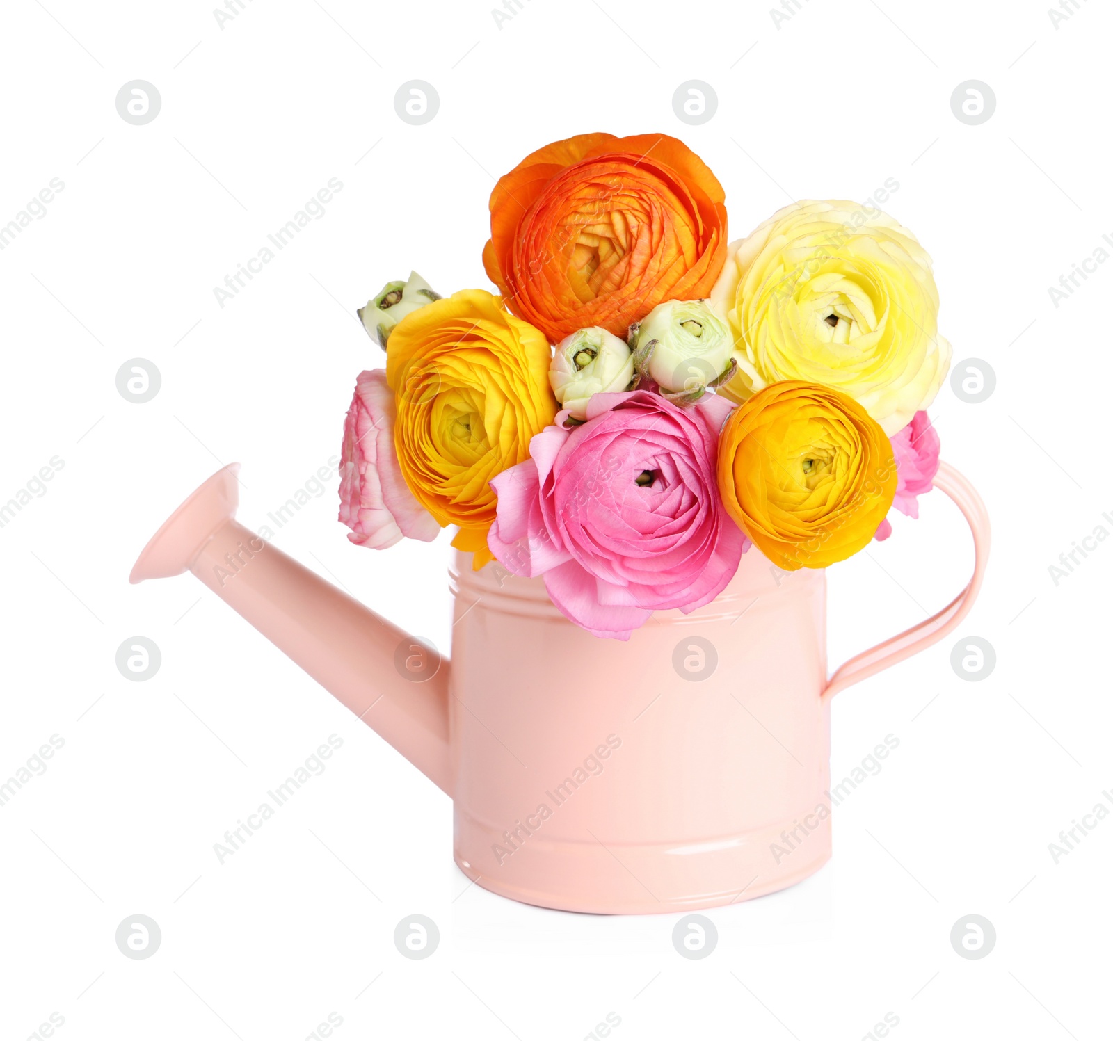 Photo of Beautiful ranunculus flowers in watering can isolated on white