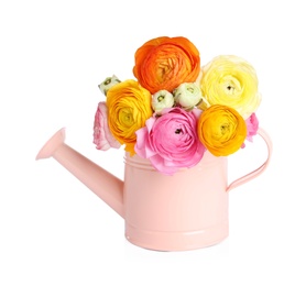 Beautiful ranunculus flowers in watering can isolated on white