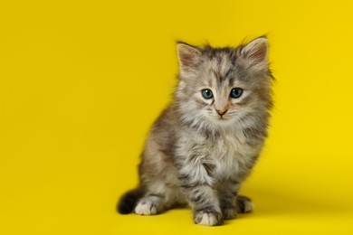 Photo of Beautiful kitten on yellow background. Cute pet