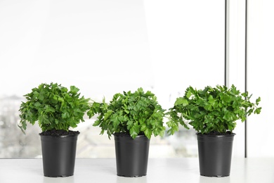 Photo of Pots with fresh green parsley on window sill, space for text