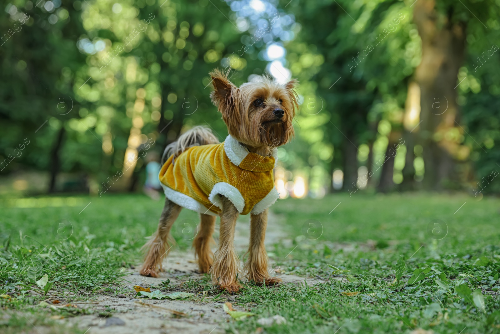 Photo of Cute Yorkshire terrier wearing stylish pet clothes in park