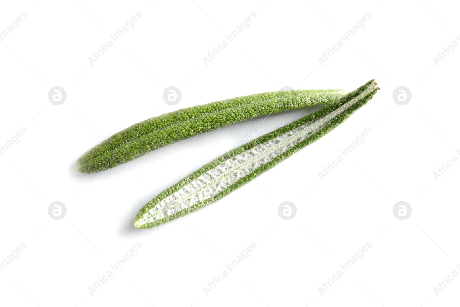 Photo of Fresh rosemary on white background